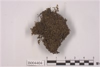 藏品(爪哇扁萼蘚)的圖片